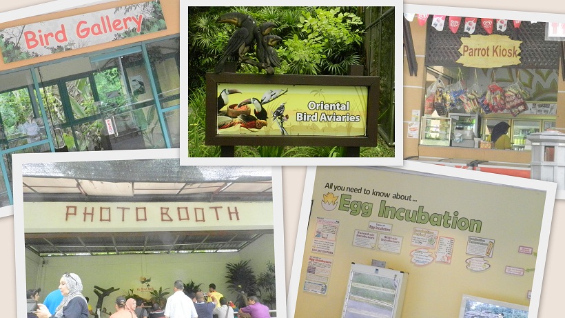 Chirpy, Colorful, Charming BIRDS of all sorts in KL Bird Park