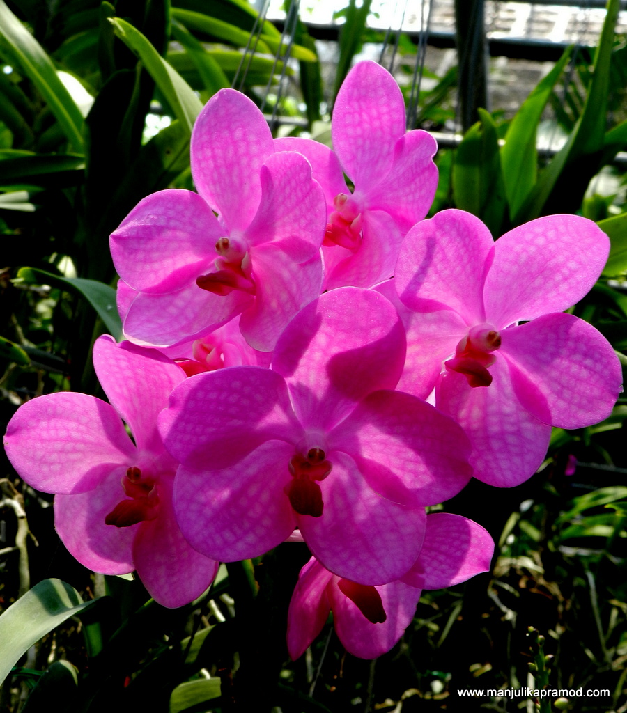 Hues of rainbow colors in Orchid and Butterfly Farm in Chiang Mai