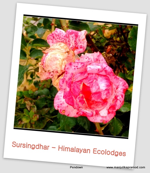 Photoblog: These beautiful flowers took my heart away at Sursingdhar