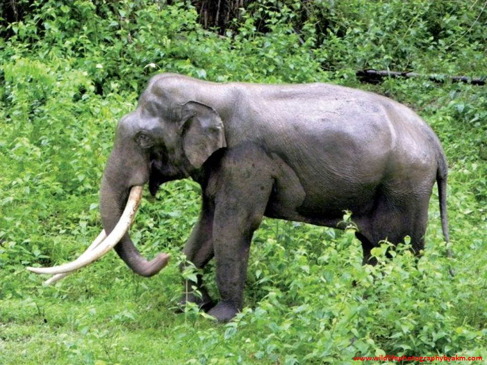 Save the Species because I want the kids to see them in real!