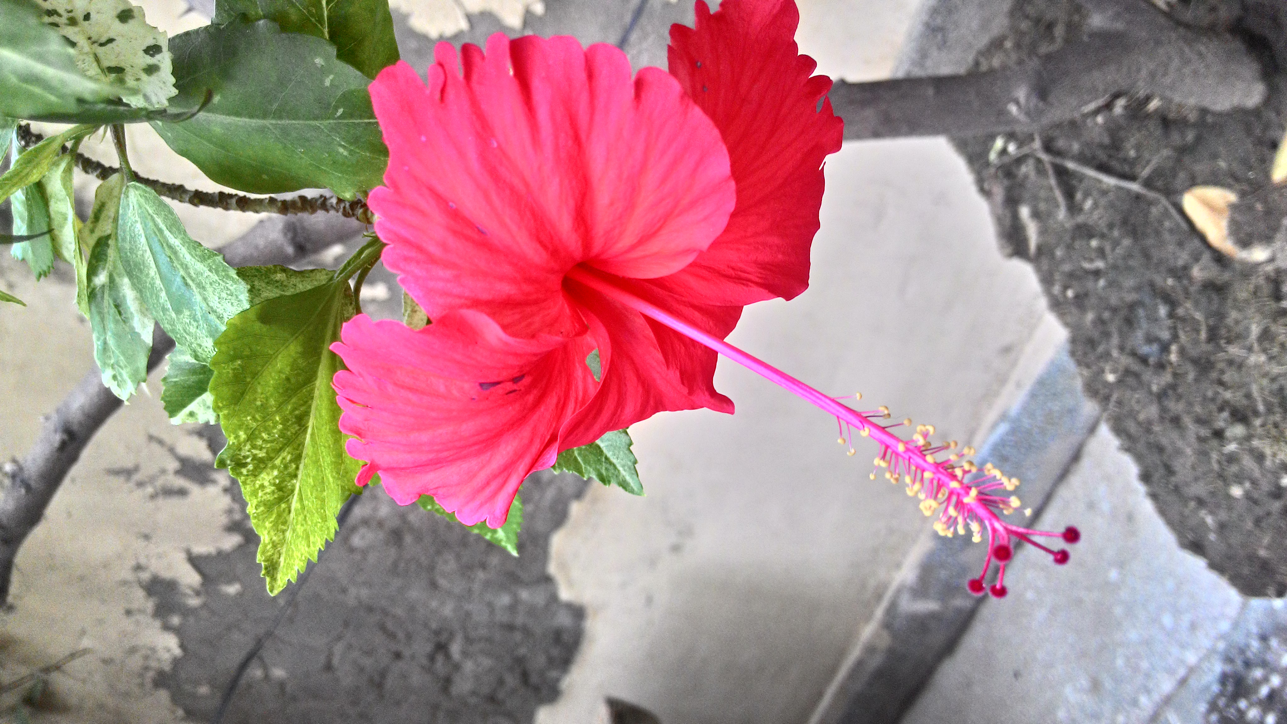 Sara dances to the Taazgi ka Dhamaka tune