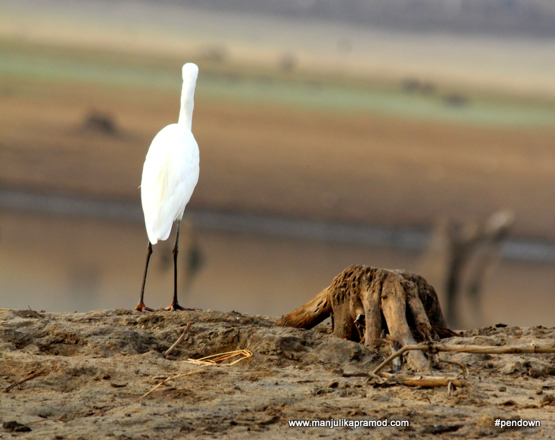 For Bird-watching or Birding, You Must Visit Kabini