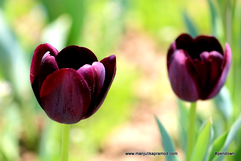 I AM IN LOVE WITH THE TULIPS OF KASHMIR