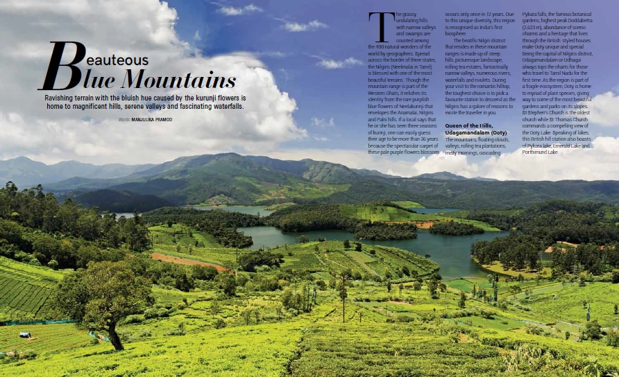 After 12 years, Neelakurinji of the Nilgiris are back in 2018