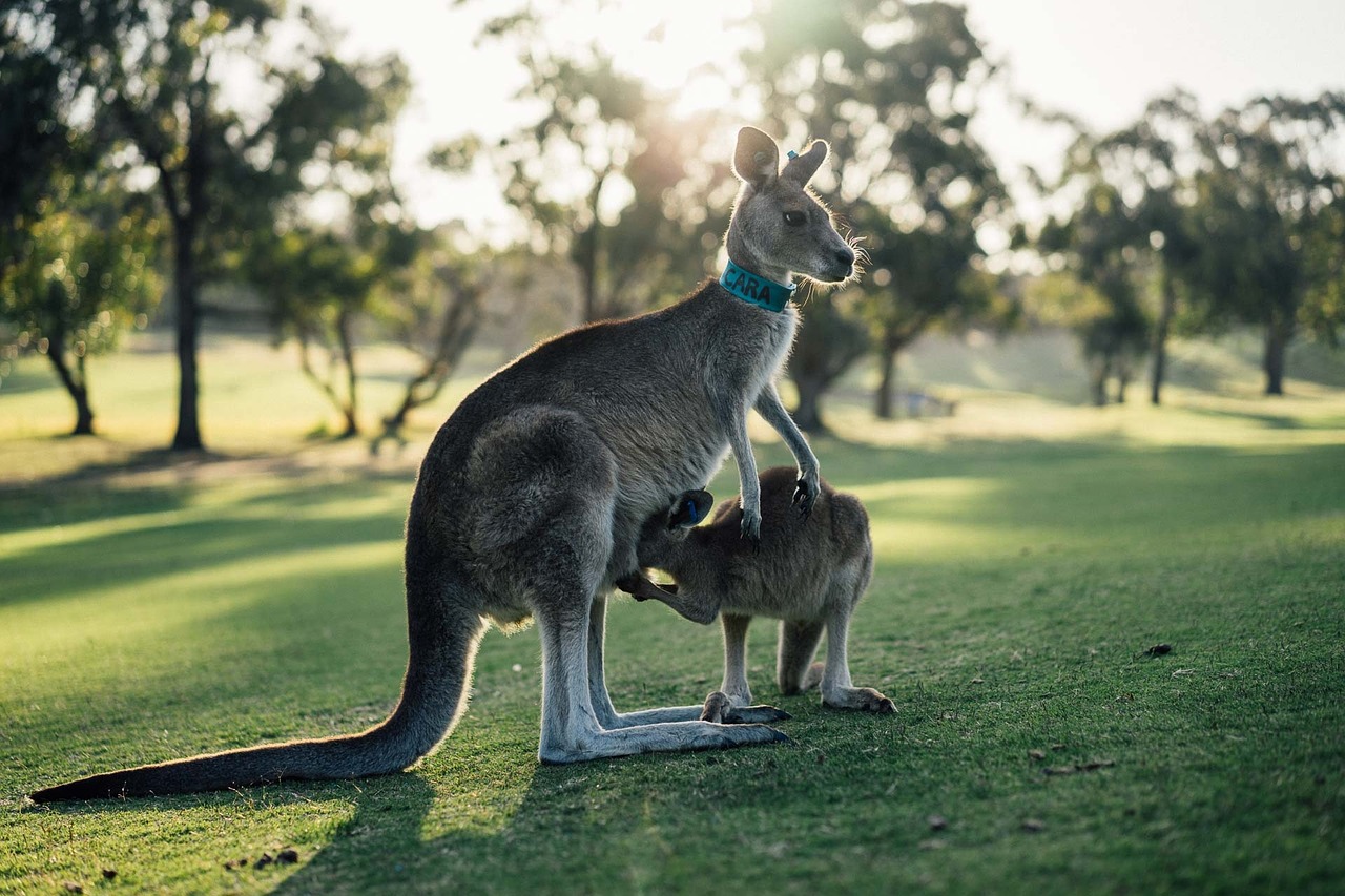 13 Things on my list for my Australian Adventure!