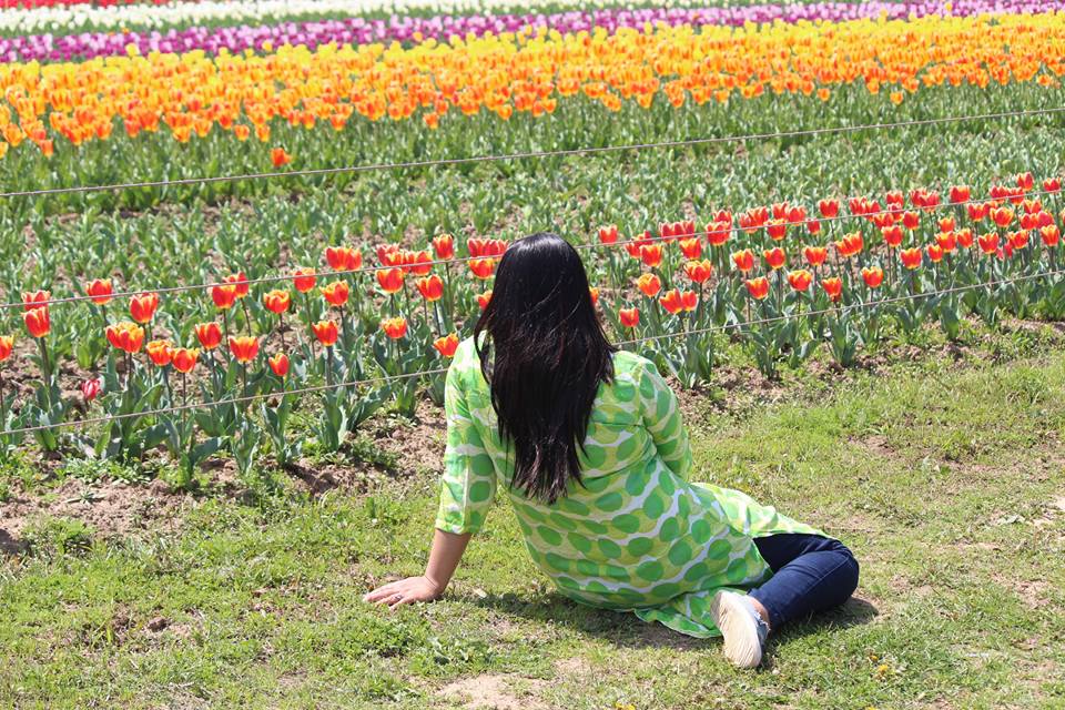 TULIPS of SRINAGAR will brighten your day