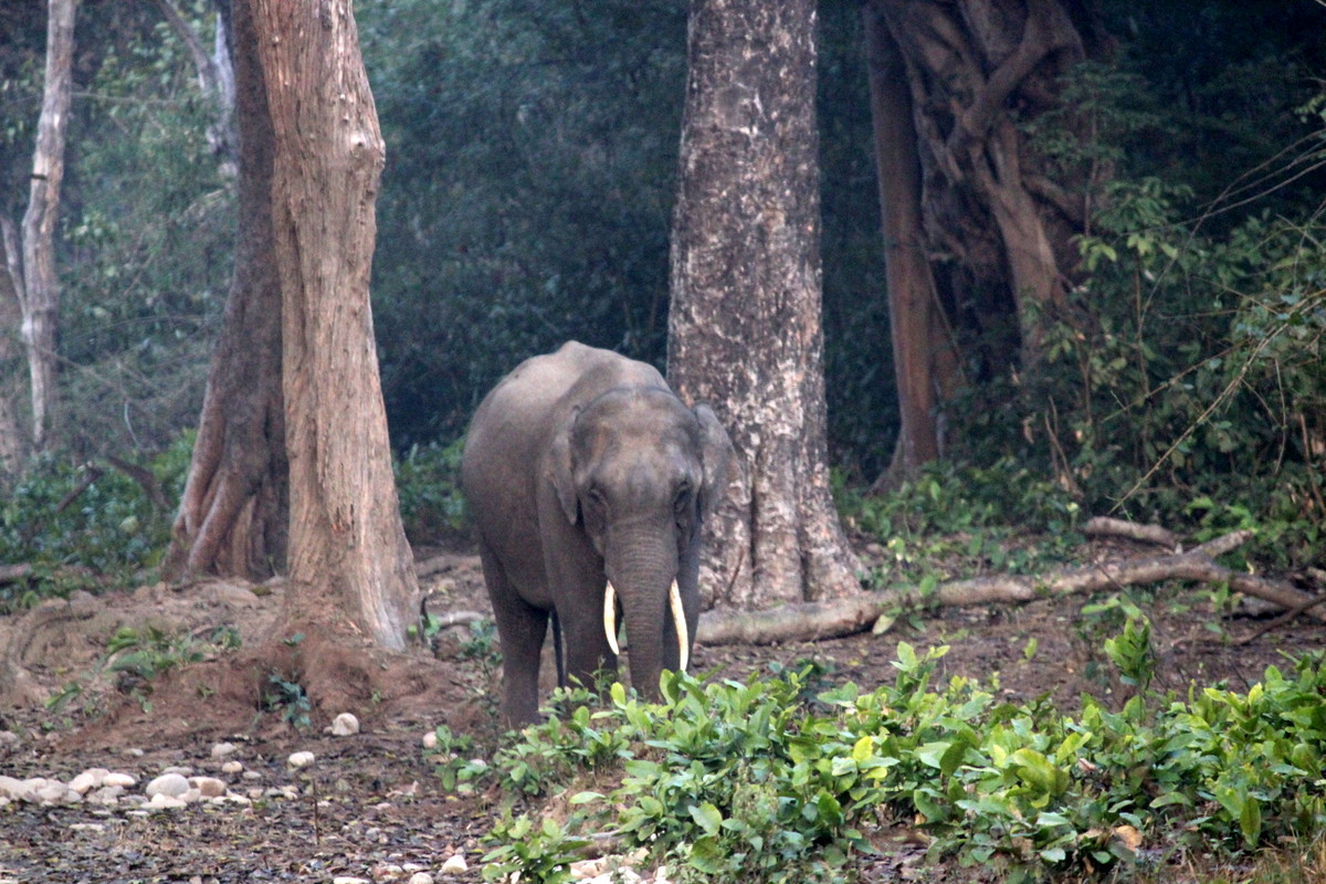 Welcome to the Jungle, said the Asian Elephant in Corbett
