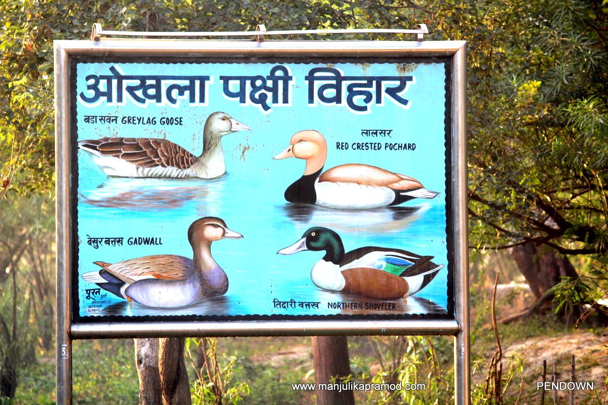 Have you been to Okhla Bird Sanctuary in Noida?