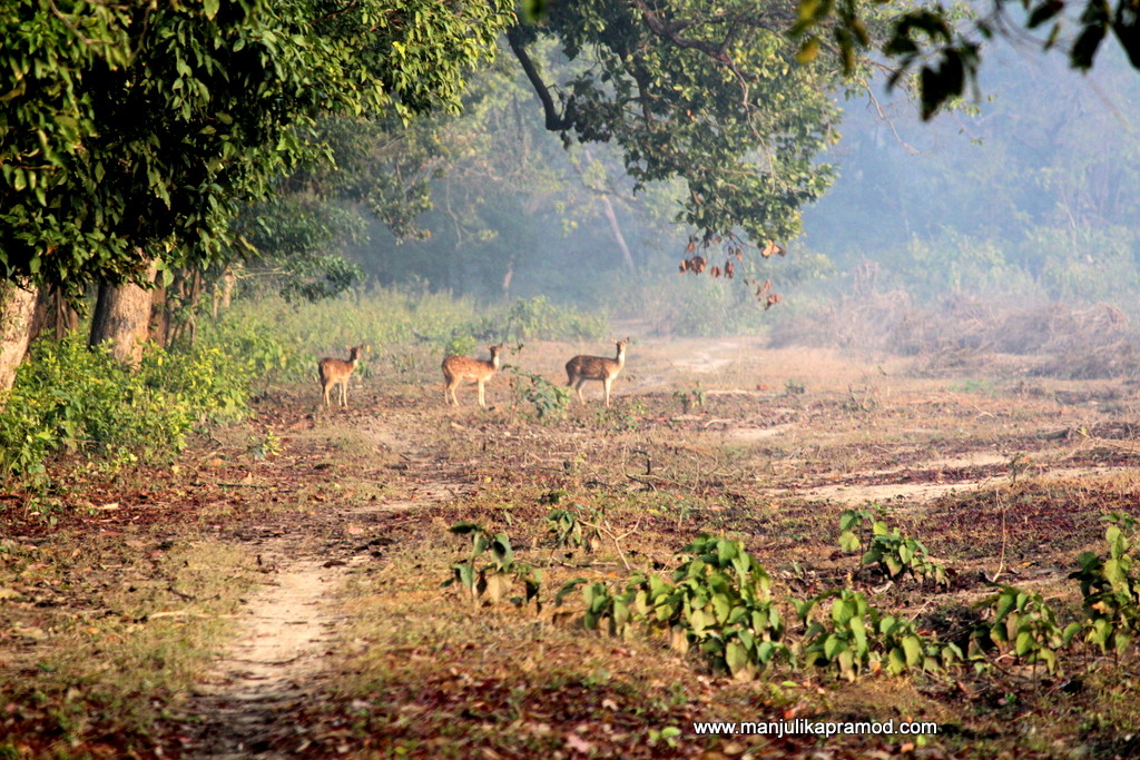 Safari Experience in Phato Zone of Jim Corbett National Park