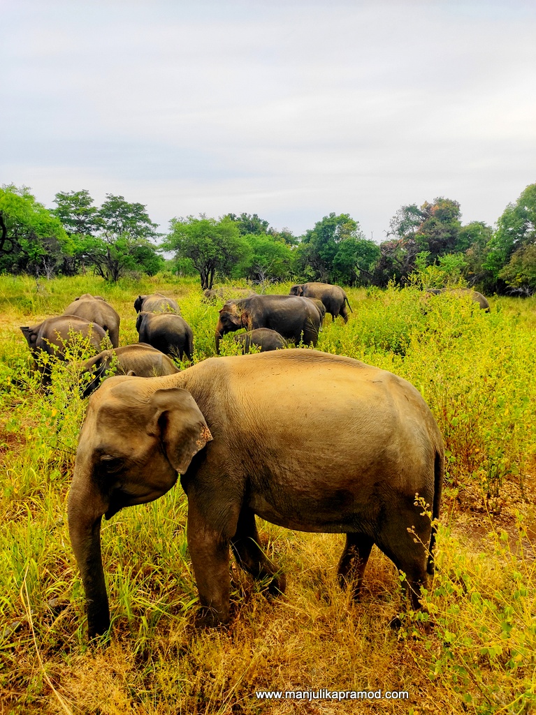 We saw more than 50 Elephants at Hurulu Eco Park, Habarana