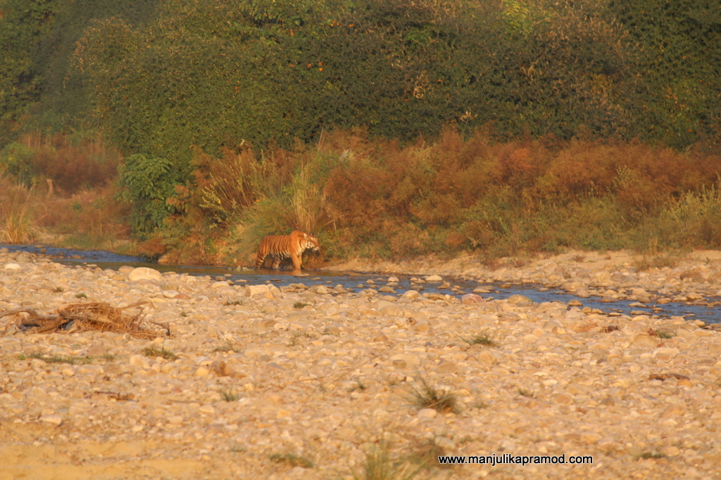Sighted a Tiger in Jhirna Zone of Corbett National Park