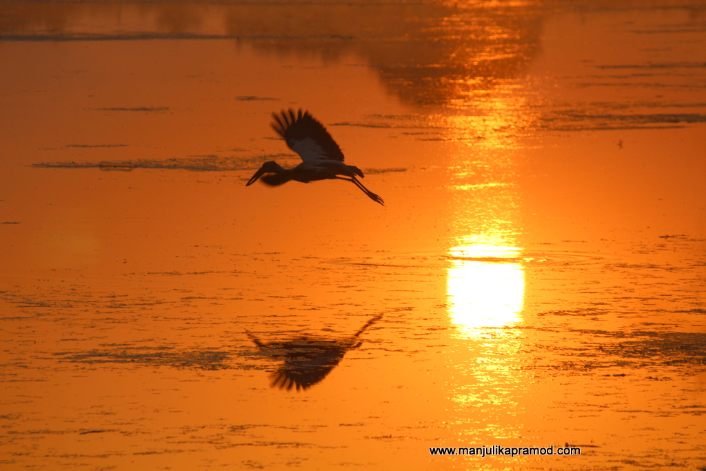 Golden Tusk reignites the love for birdwatching in Corbett