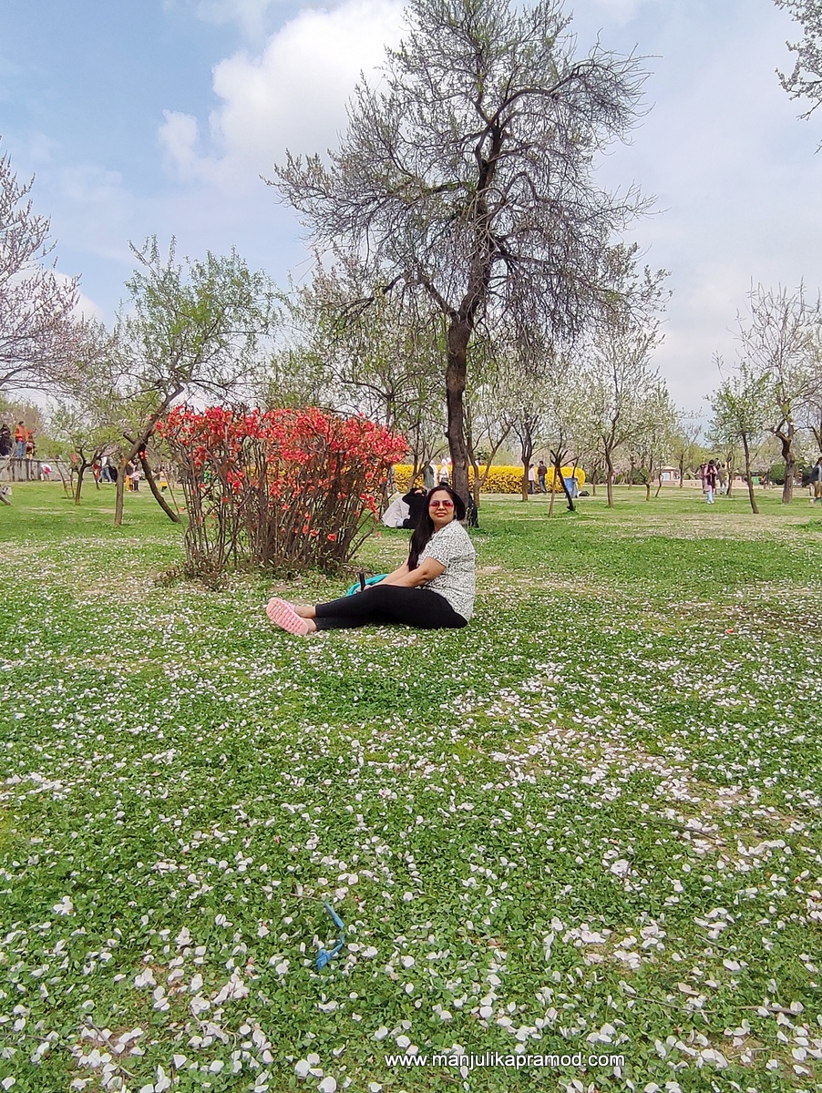 Almond Blooms in Badam Vaer Garden, in Srinagar