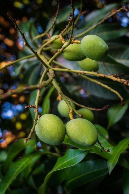 National Mango day is celebrated on 22nd July