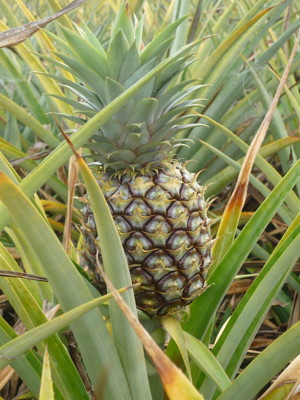 3rd Meghalaya Pineapple Fest 2025 Set for Delhi Showcase